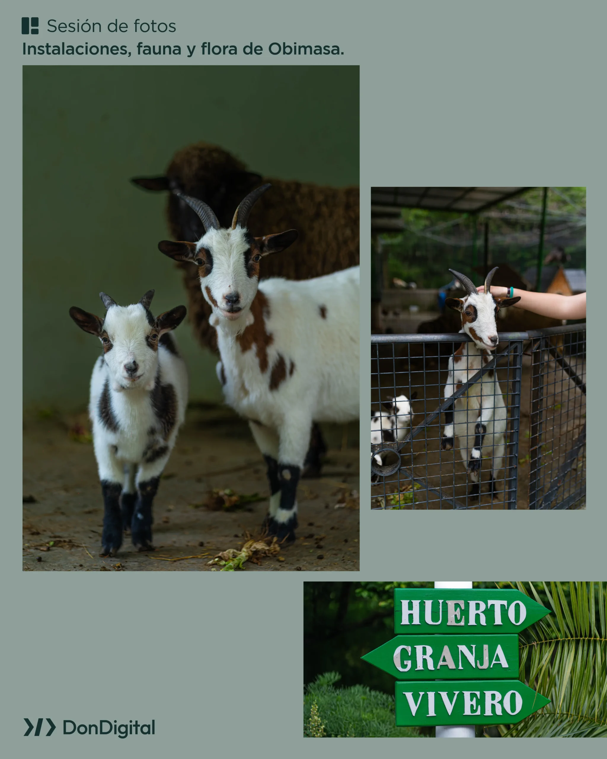 Collage de la sesión de fotos de instalaciones, fauna y flora de Obimasa realizada por DonDigital, con cabras en la granja y cartel señalizador de huerto, granja y vivero.