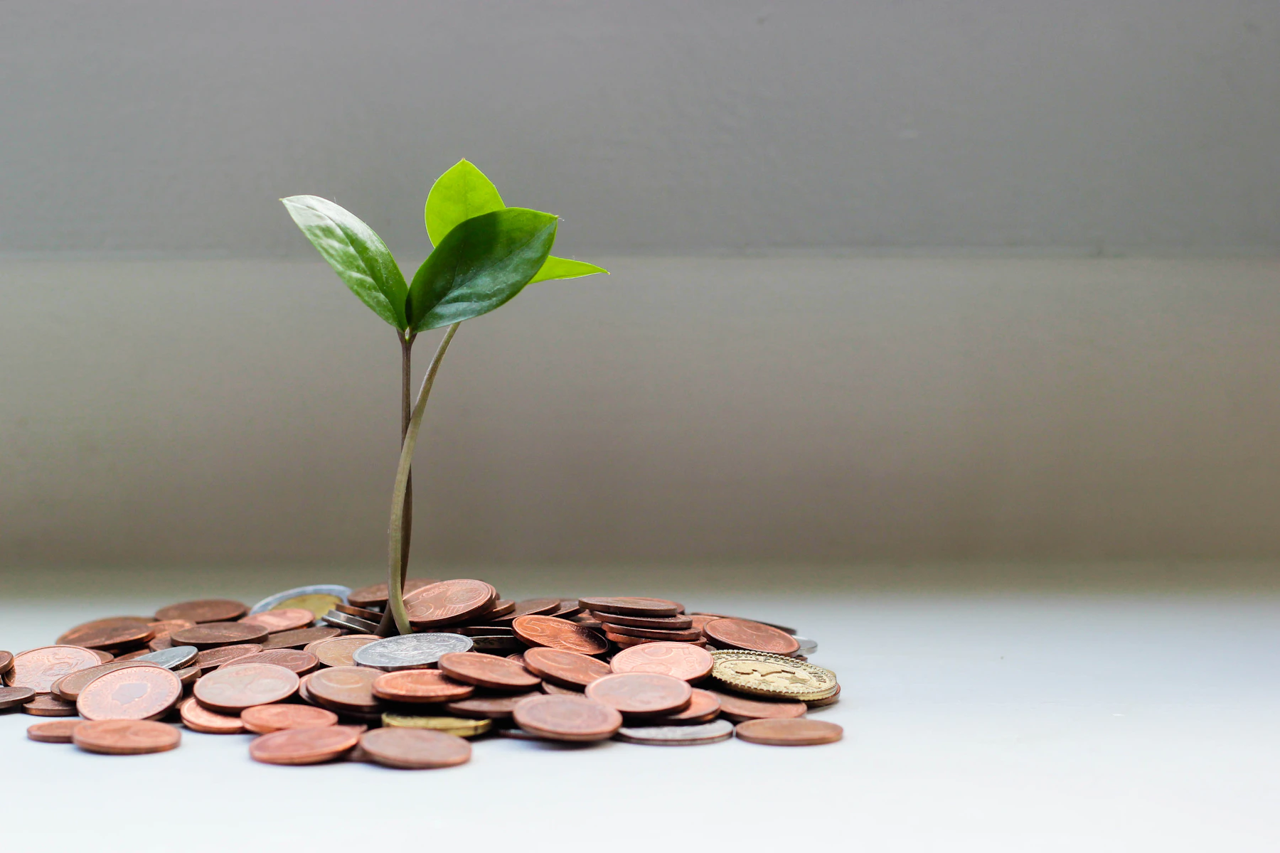 Planta creciendo sobre monedas como símbolo del crecimiento gradual del SEO